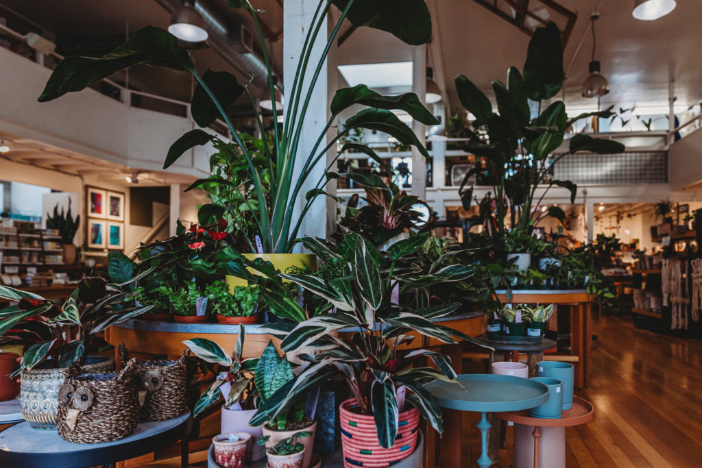 Houseplants Garden Fever! Plant Nursery Portland, Oregon