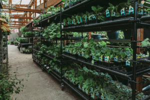 gardenfeversmall-34