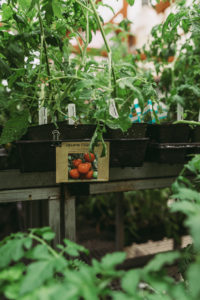 gardenfeversmall-45